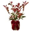 Photinia Plant In Festive Christmas Wrapping