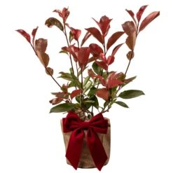 Photinia Plant In Festive Christmas Wrapping