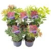 Pieris Collection (5 Pack)