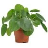 Pilea Peperomioides