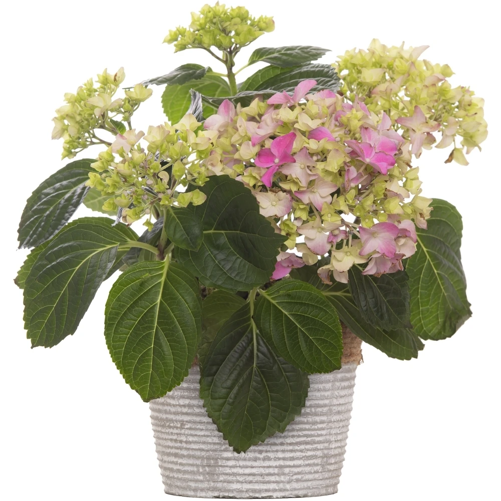 Pink Hydrangea 1 Pink Hydrangea