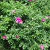 Pink Ramanus Rose Bare Root Hedge (2ft - 3ft)