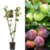 Plum Duo Tree