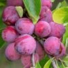 Plum Victoria Tree