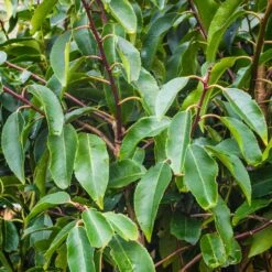 Portuguese Laurel Bare Root Hedge (1ft - 2ft)