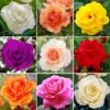 Potted Rose - Various Colours