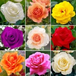 Potted Rose - Various Colours