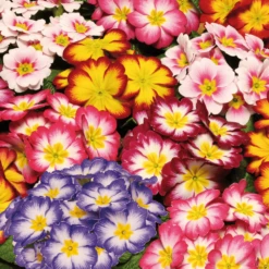 Primrose Bicolour Mix (9cm, 6 Pack)