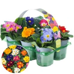 Primrose Mix (9cm, 6 Pack)