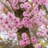 Prunus Beni-yutaka Tree