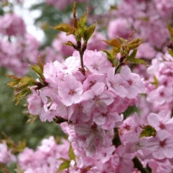 Prunus Jacqueline Tree
