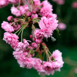 Prunus Kiku-Shidare Zakura Tree