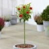 Prunus Red Peachy Patio Tree