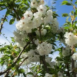 Prunus Shirotae Tree