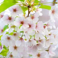 Prunus Umineko (10L, 5-6ft)