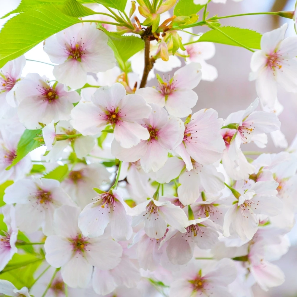 Prunus Umineko (10L, 5-6ft) 1 Prunus Umineko (10L, 5-6ft)