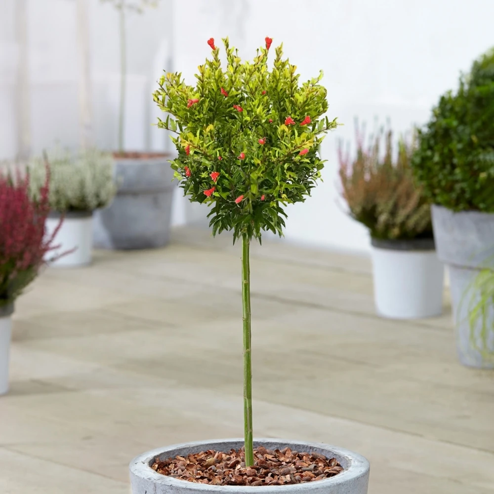 Punica Nana Patio Tree 1 Punica Nana Patio Tree