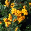 Pyracantha Golden Charmer #3