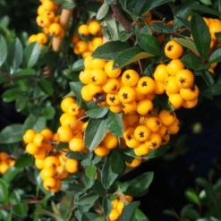 Pyracantha Golden Charmer #3