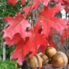 Quercus Rubra Tree