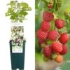 Raspberry - Rubus Idaeus Bonbonberry Yummy