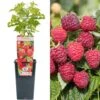 Raspberry - Rubus Idaeus Little Sweet Sister