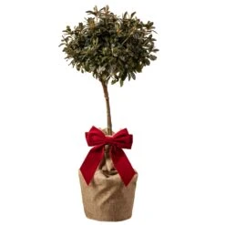 Red Azalea Patio Tree In Festive Christmas Wrapping