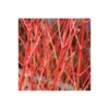 Red Dogwood Bare Root Hedge (2ft - 4ft)