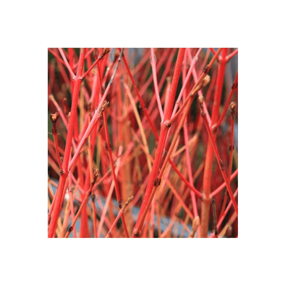 Red Dogwood Bare Root Hedge (2ft - 4ft) 1 Red Dogwood Bare Root Hedge (2ft - 4ft)