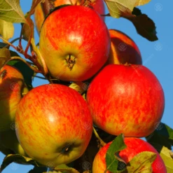 Red Falstaff® Apple Tree