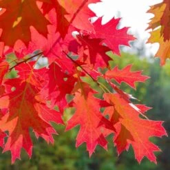 Red Oak Bare Root Hedge (1ft - 3ft)