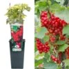 Redcurrant - Ribes Rubrum Jonkheer Van Tets