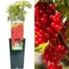Redcurrant - Ribes Rubrum Rovada