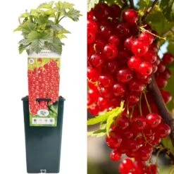 Redcurrant - Ribes Rubrum Rovada