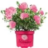 Rhododendron Bloombux- Magenta (2L)