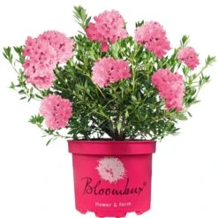 Rhododendron Bloombux- Magenta (2L)