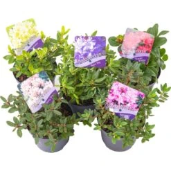 Rhododendron Collection (5 Pack)