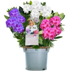 Rhododendron Tricolour - White, Pink &Violet (5L)