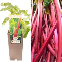 Rhubarb - Rheum Rhabarbarum Champagne