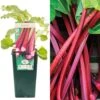 Rhubarb - Rheum Rhabarbarum Fultons Strawberry Surprise