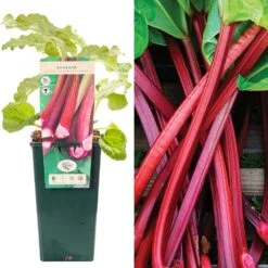 Rhubarb - Rheum Rhabarbarum Fultons Strawberry Surprise