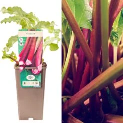 Rhubarb - Rheum Rhabarbarum Livingstone