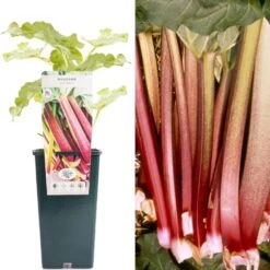 Rhubarb - Rheum Rhabarbarum Victoria