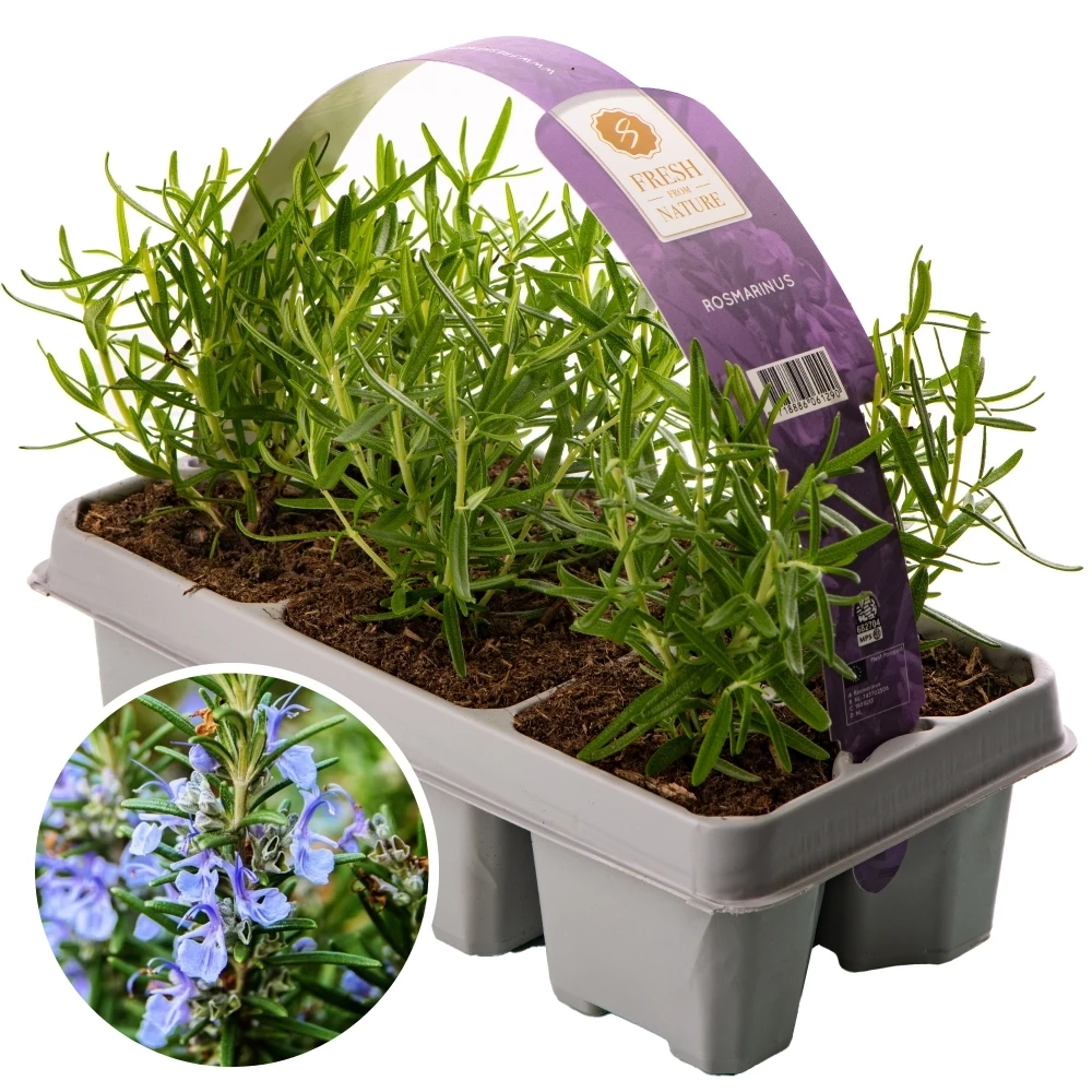 Rosemary Officinalis (6 Pack) 1 Rosemary Officinalis (6 Pack)