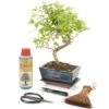 S-Shaped Bonsai (20cm Pot)