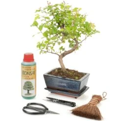 S-Shaped Bonsai (20cm Pot)