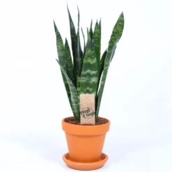 Sansevieria Black Coral