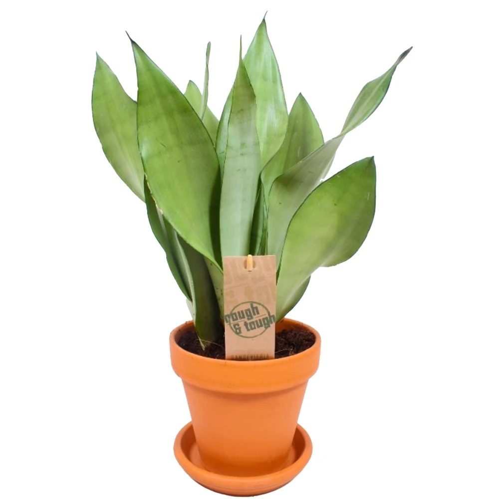 Sansevieria Moonshine 1 Sansevieria Moonshine