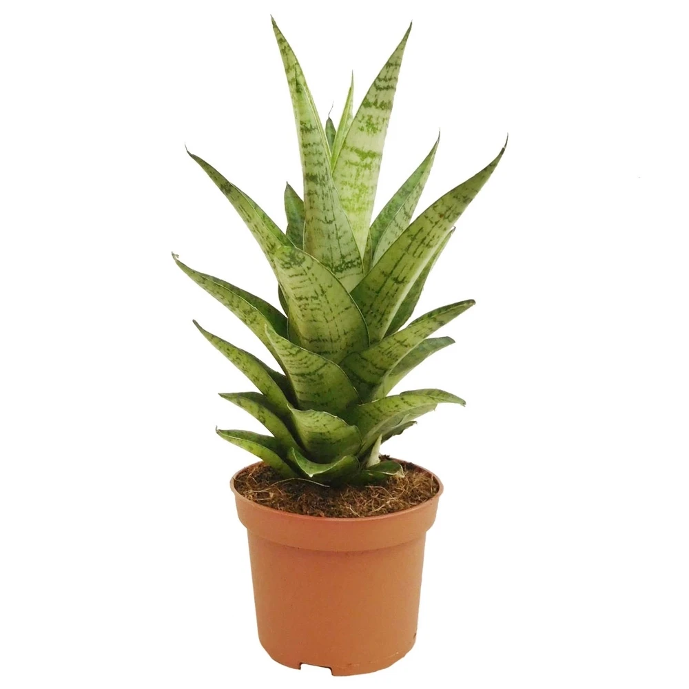 Sansevieria Tough Lady 1 Sansevieria Tough Lady
