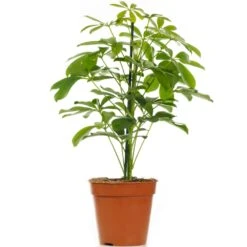 Schefflera Nora
